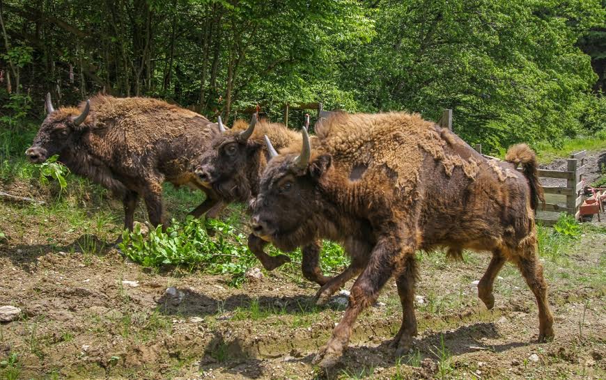 100 Places To See In Romania Nature And Wildlife Romania Insider