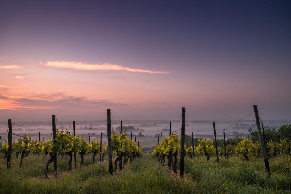 Romania has the most vineyard owners in the European Union